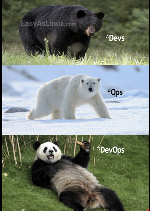 bears and panda